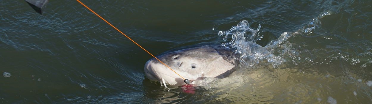 Sturgeon in the water caught on a fishing line