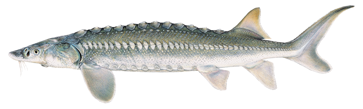 White Sturgeon Illustration © Joseph R. Tomelleri