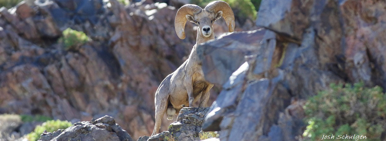 bighorn sheep ram