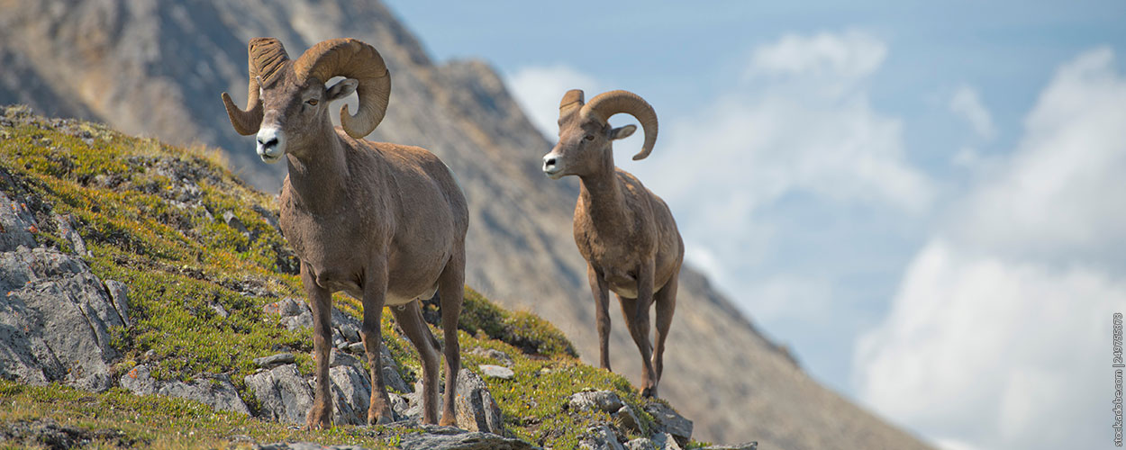 Fleece Of Sheep Meaning In Hindi