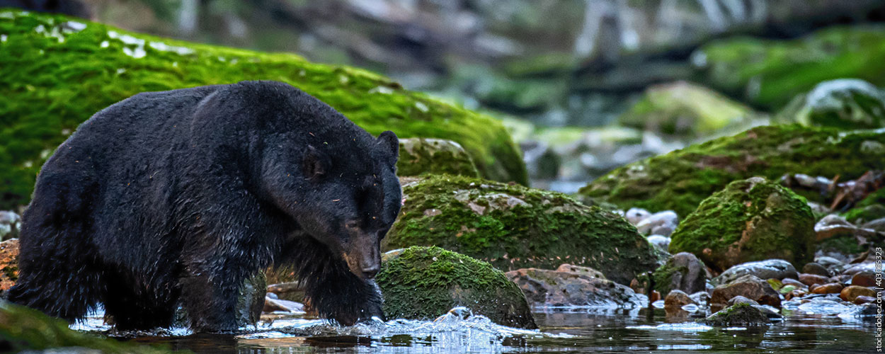 black bear fishing