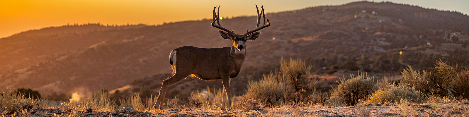 mule deer in sage brush