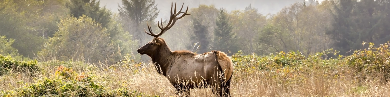 elk on forest edge