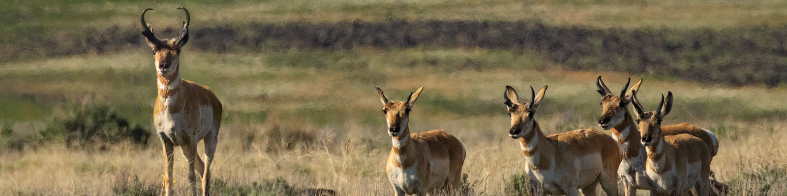 pronghorn