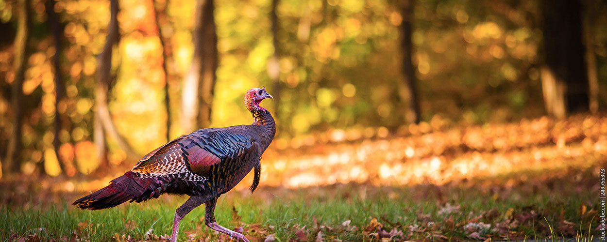 2024 Spring Turkey Season Dates Odele Aridatha