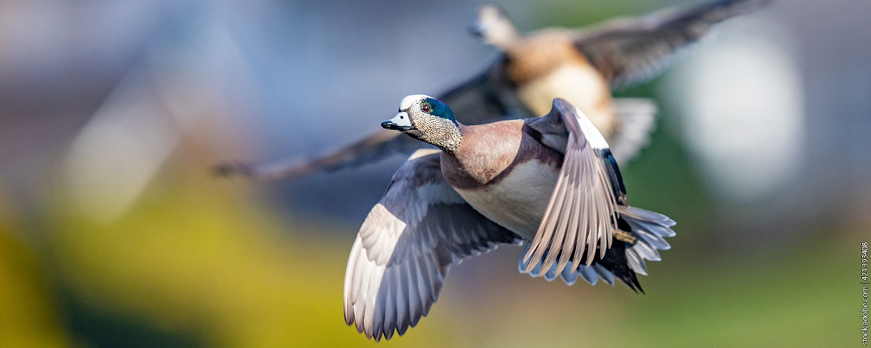 Waterfowl Hunting