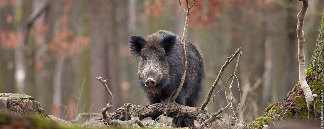 wild pig in wooded area