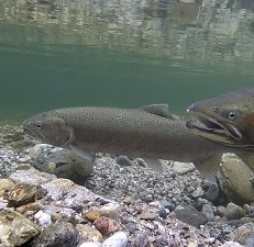 Steelhead trout 