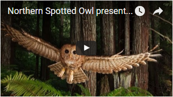 flying owl - link opens video in new window