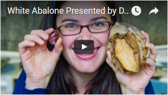 woman holds small and large abalone - link opens video in new window