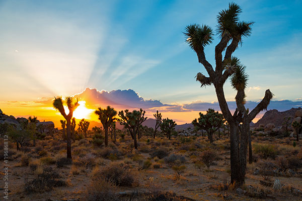 Joshua trees in desert landscape; sun emerging from clouds in background