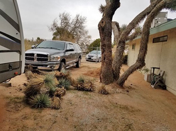 a Joshua tree limb that has fallen from a living tree and is lying on the ground within 30 feet of a house