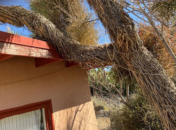 Joshua tree limb leaning against the corner of a house