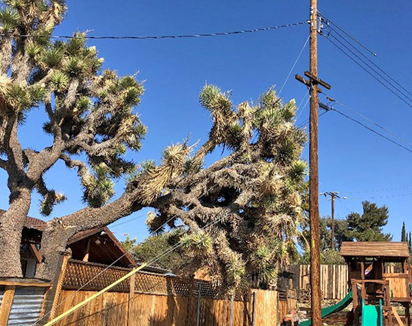 Joshua tree that has broken and is leaning against power pole support cables