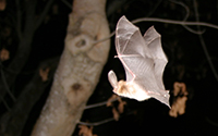 Townsend's Big Eared Bat by Dr. Dave Johnston