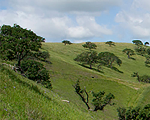 green rolling hills with oak trees - 1 of 4