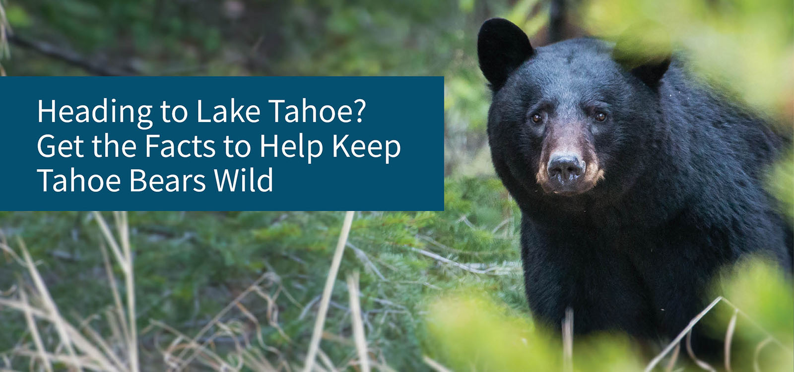 Heading to Lake Tahoe-Get the Facts to Help Keep Tahoe Bears Wild-link to News page
