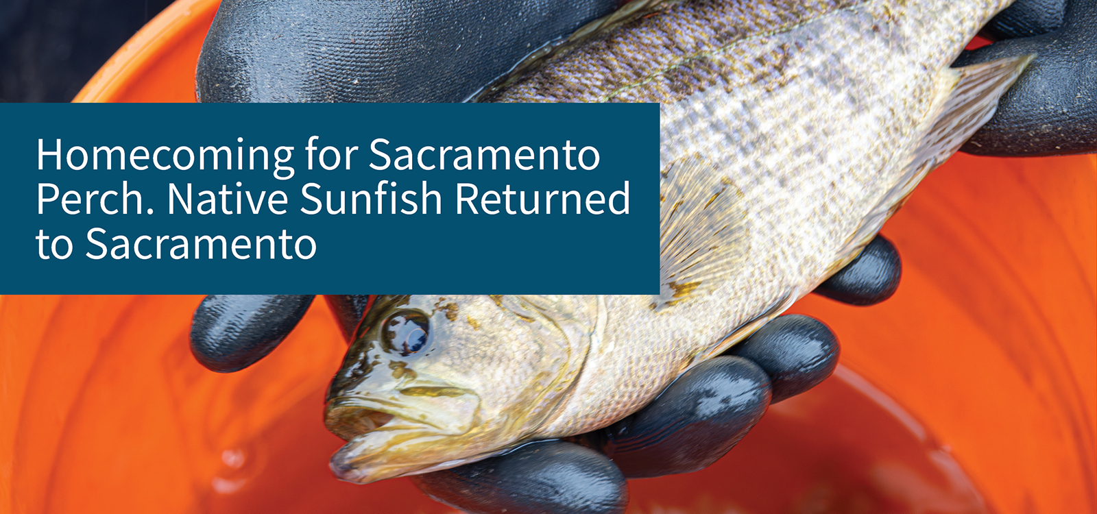 Homecoming for Sacramento Perch. Native Sunfish Returned to Sacramento.