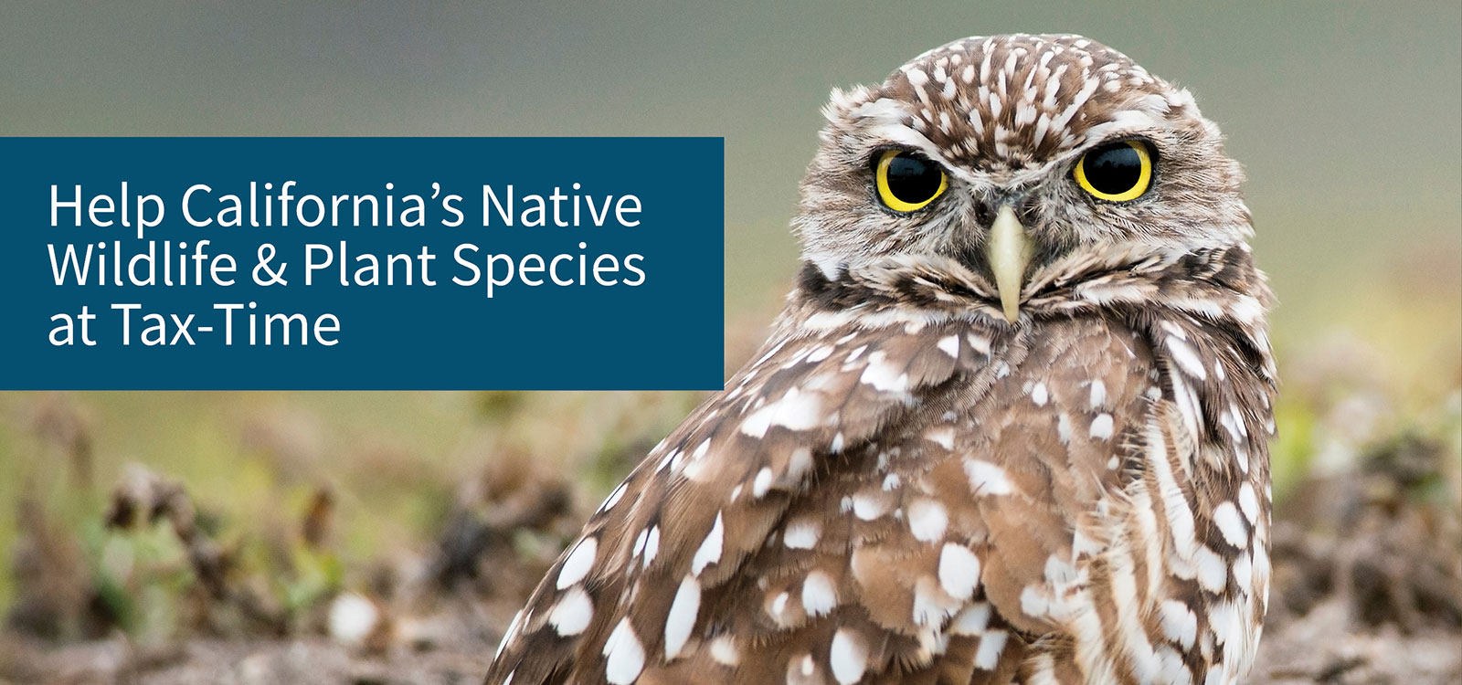 help native species at tax-time - link opens tax donation page