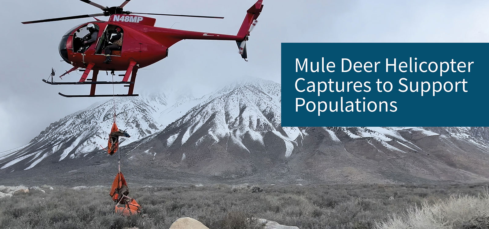 Mule Deer Helicopter Captures to Support and Conserve California’s Deer Populations - link to news archive page