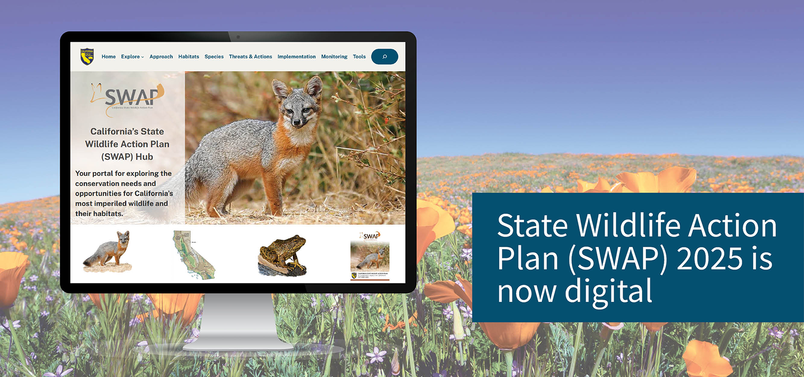 Desktop displaying California's digital State Wildlife Action Plan website with a gray fox and poppy field background.