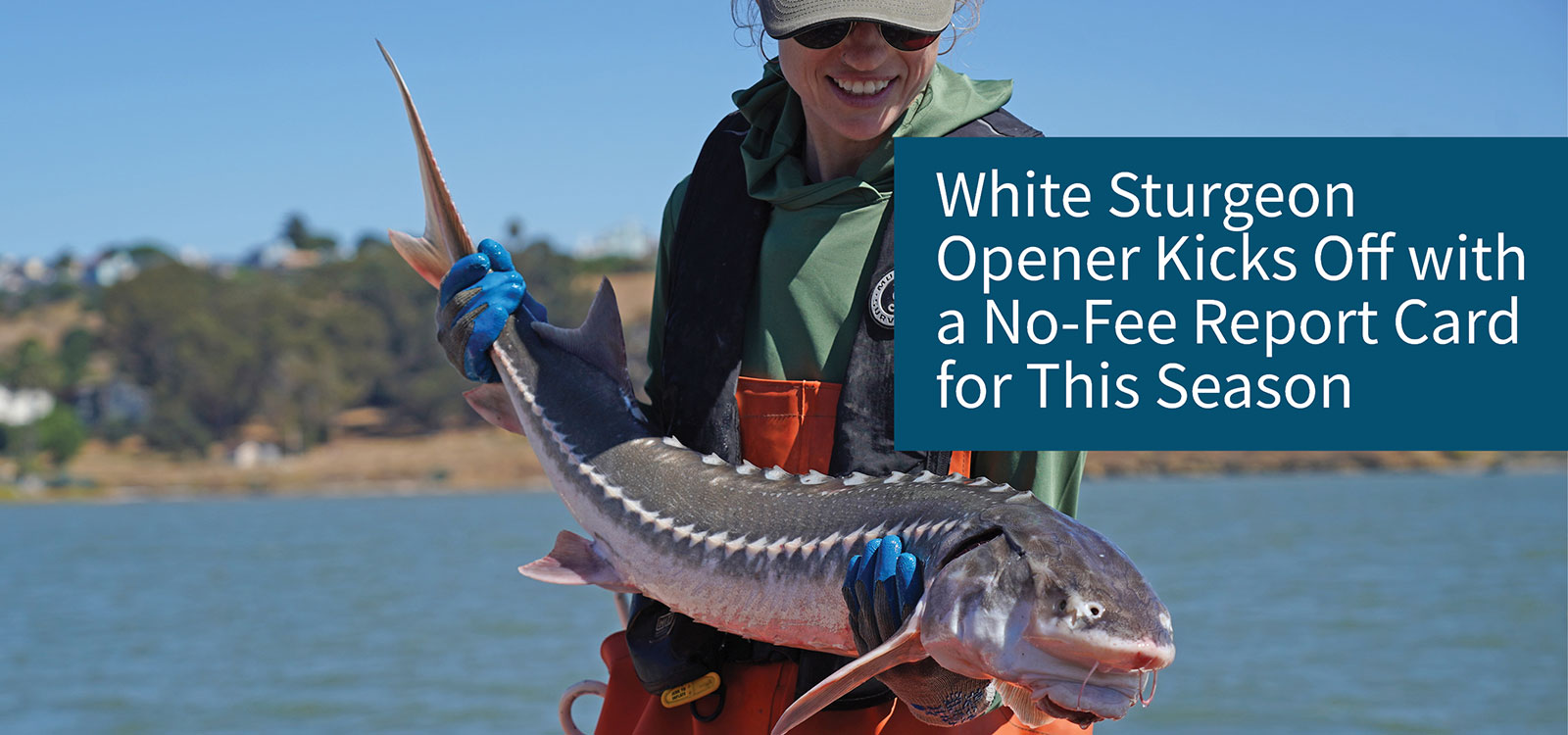 White Sturgeon Opener Kicks Off with a No-Fee Report Card for This Season - link to CWD page