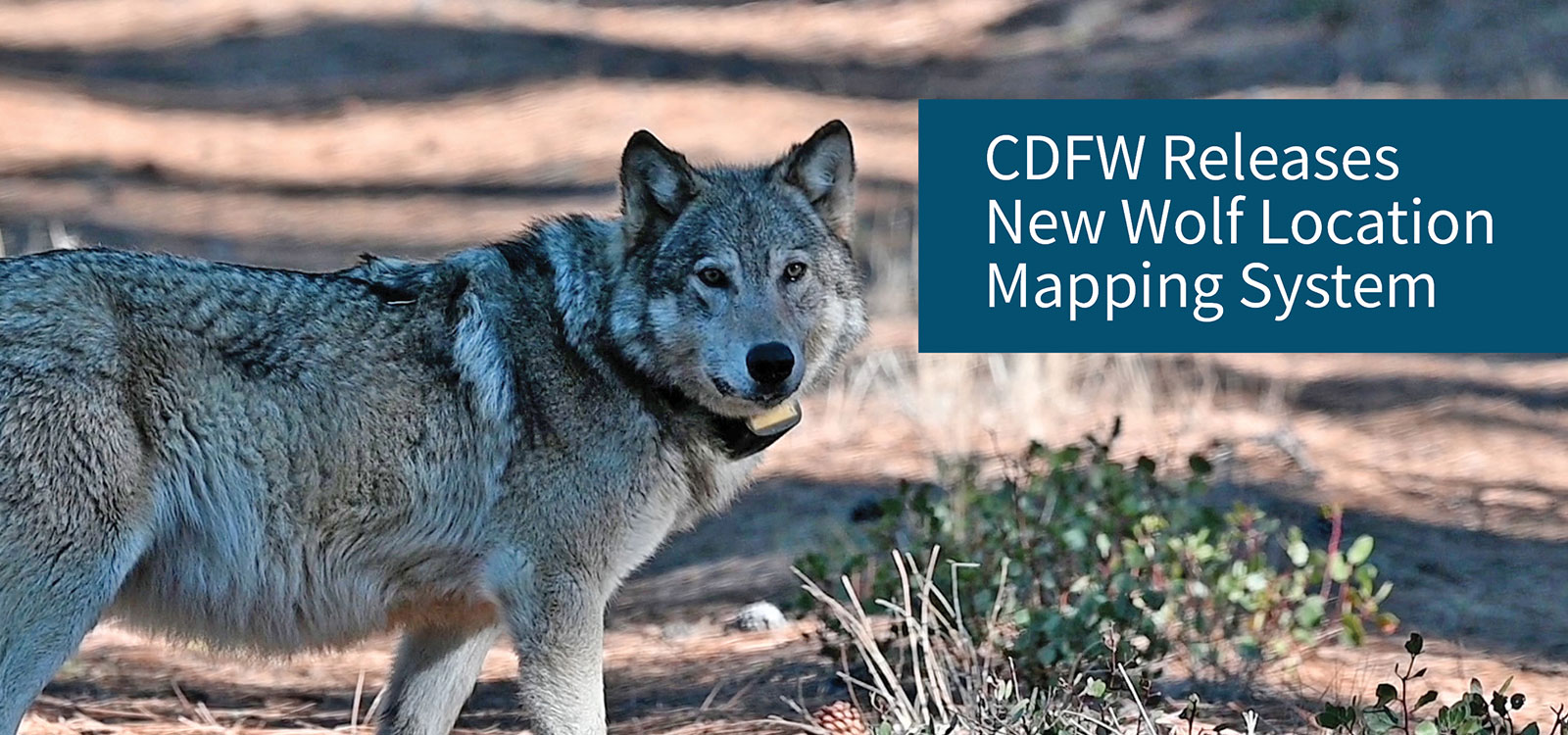 new wolf location mapping system - link to news archive page
