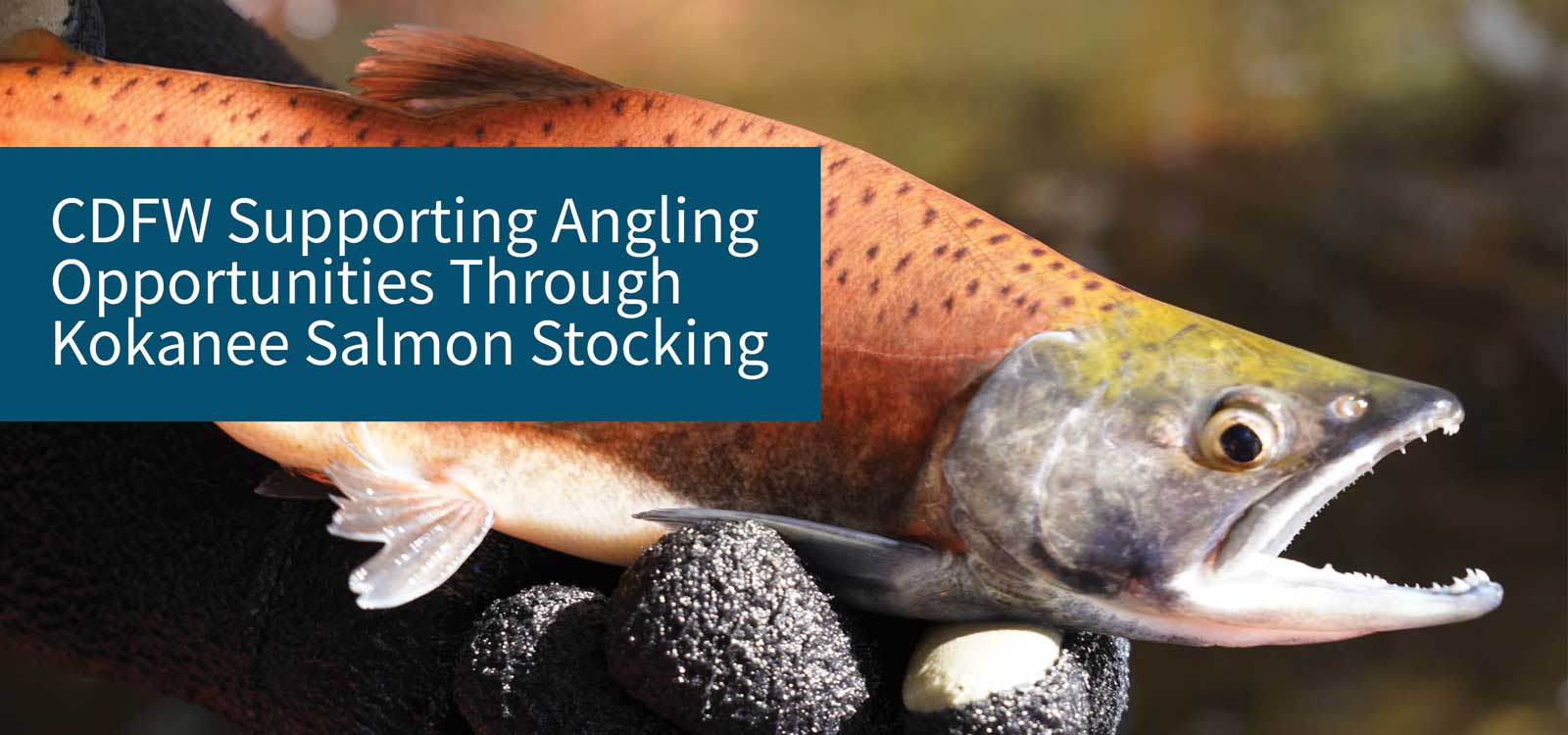 learn about kokanee salmon stocking - link to kokanee page