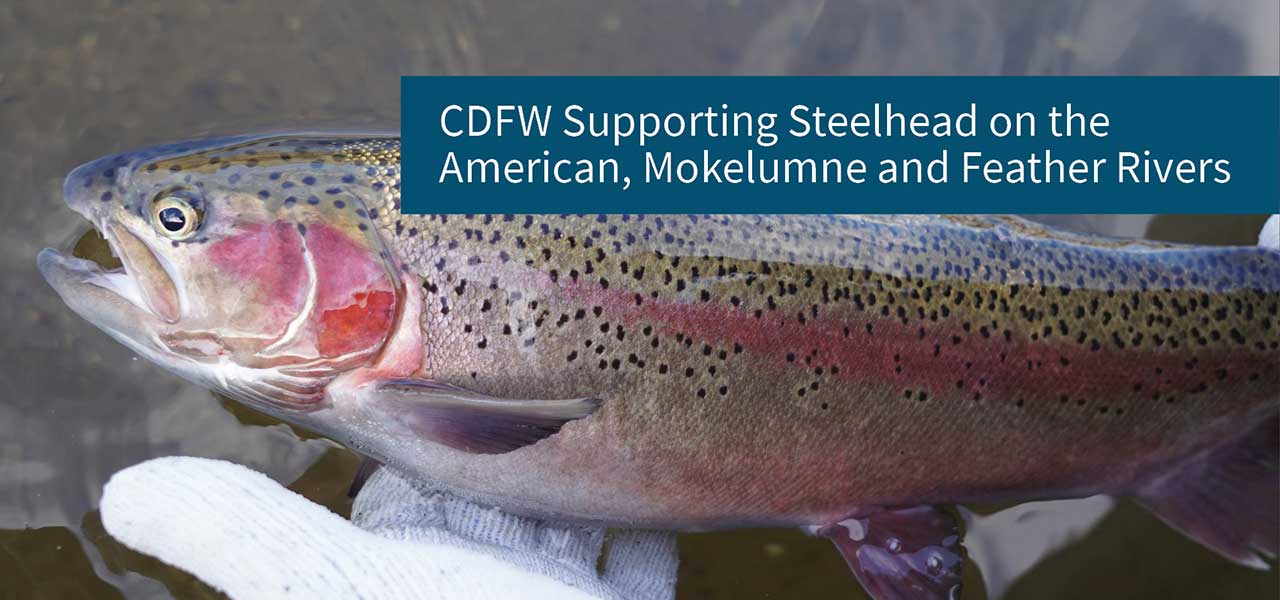 CDFW Supporting Steelhead on the American, Mokelumne and Feather Rivers - open video in new tab