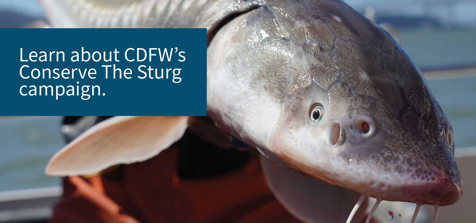 learn about CDFW's Conserve the Sturge campaign - link to sturgeon page