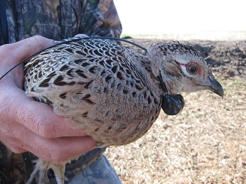Hen pheasant with radio telemetry collar fitted