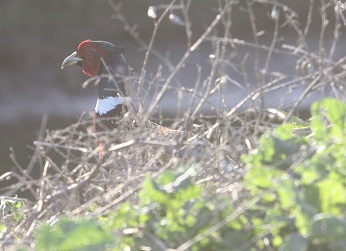 Rooster peering through vegetation