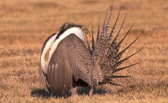 male sage grouse