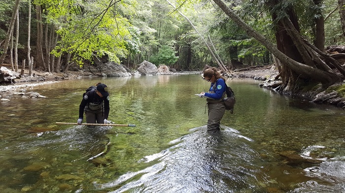 Redd survey in the big sur river shows two staff standing in a river, one recording data and the other measuring a redd with a stick.