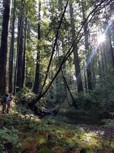 Crew members conducting a spawning survey at South Fork Noyo River, Mendocino County