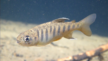 Juvenile Coho Salmon showing narrow, widely spaced parr marks, the sickle-shaped anal fin and large eyes