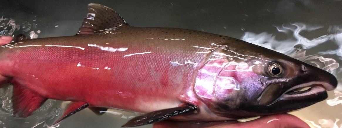 Image of an adult coho spawner with red coloration through the body and a silvery/green head