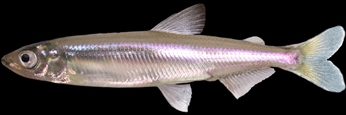 Delta Smelt Adult, photo by Renee Reyes