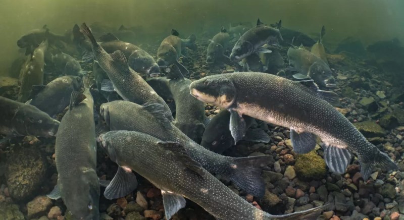 Cluster of Shortnose Suckers swimming over a rocky bottomed lake