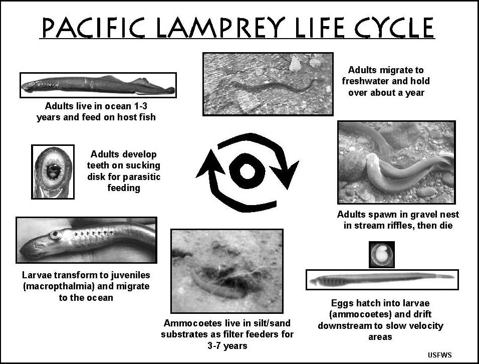 Pacific Lamprey Life Cycle Diagram