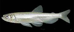 Longfin Smelt © R. Reyes, all rights reserved