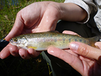 Juvenile steelhead