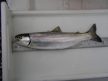 Natural-origin steelhead 