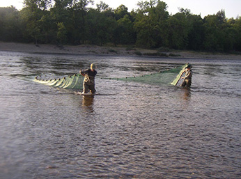 Natural-origin steelhead 