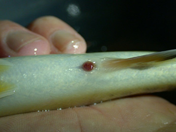 Juvenile steelhead exhibiting a prolapse of the anal connective tissue