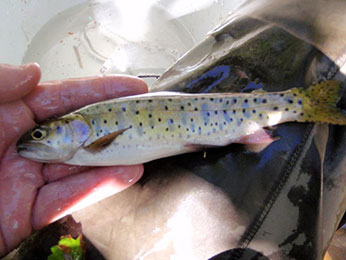 Figure 1. Lahontan cutthroat trout from an unnamed tributary to East Fork Creek. Photo: John Hanson, CDFW