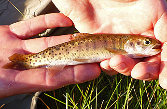 Photo 1: By-Day Lahontan Cutthroat Trout.