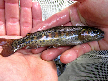 Coldwater Canyon Creek rainbow trout.