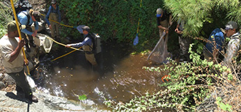 CDFW and District staff rescue native rainbow trou