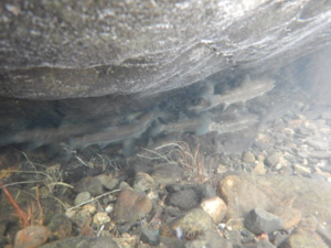 Juvenile O. mykiss in large pool under rock ledge.